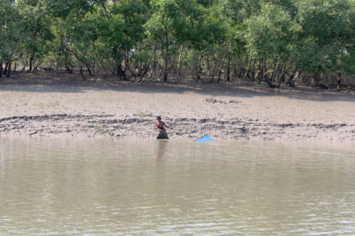 Sundarbans09