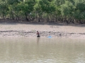 Sundarbans09