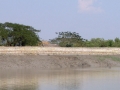 Sundarbans13